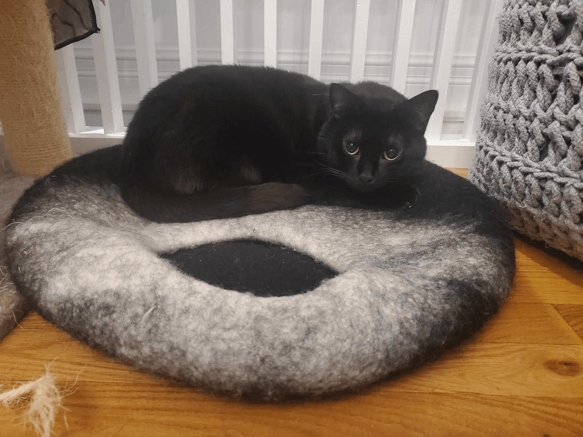 A cute black cat lying on his bed