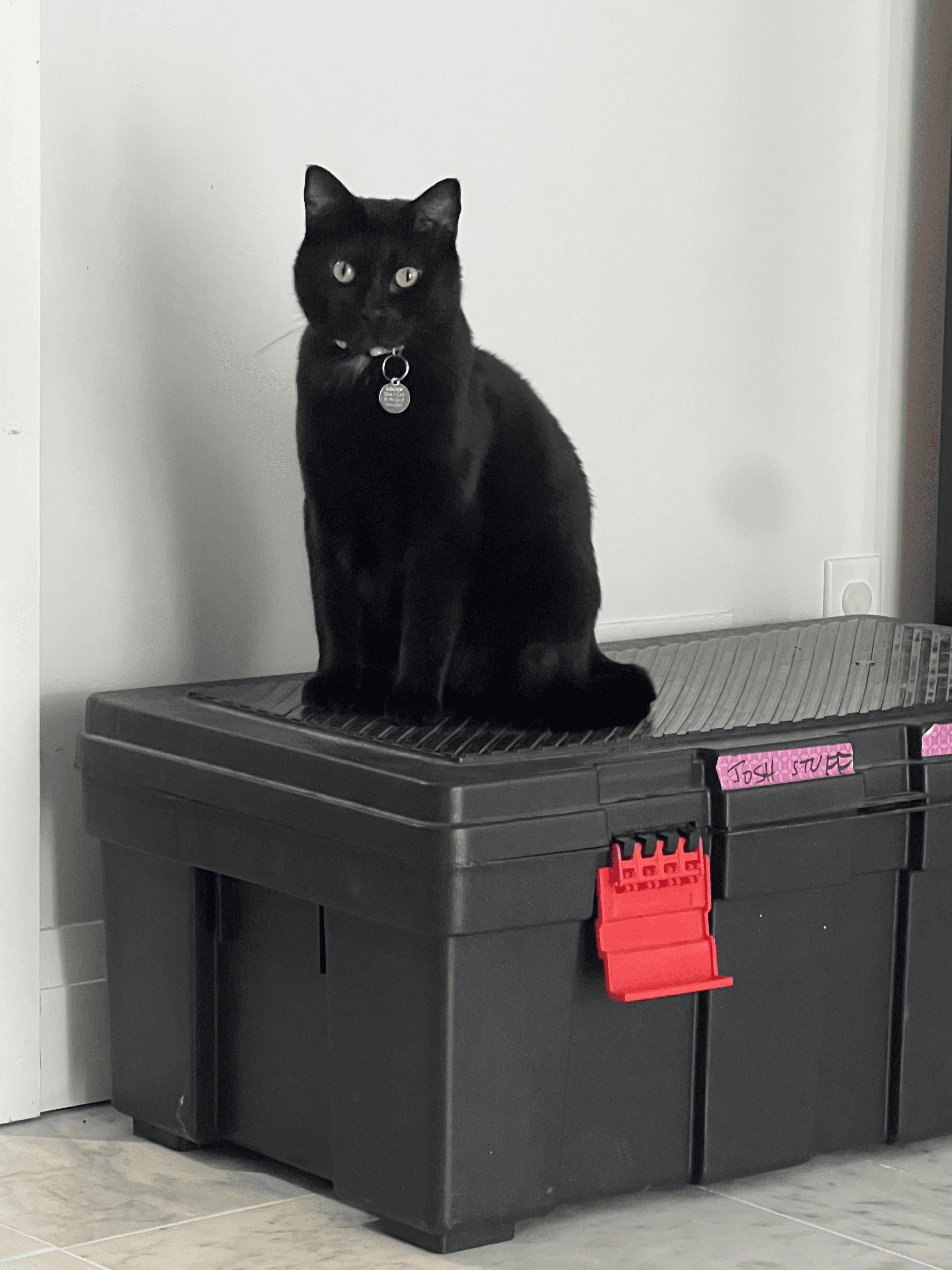 A cute black sitting on a black container