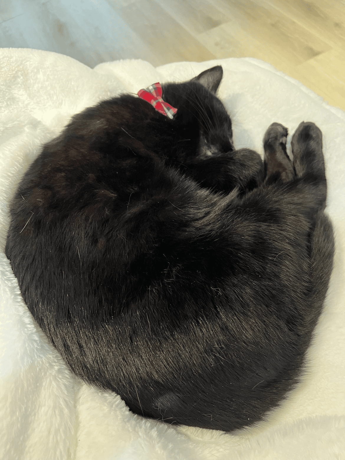 A cute black cat curled up in a ball