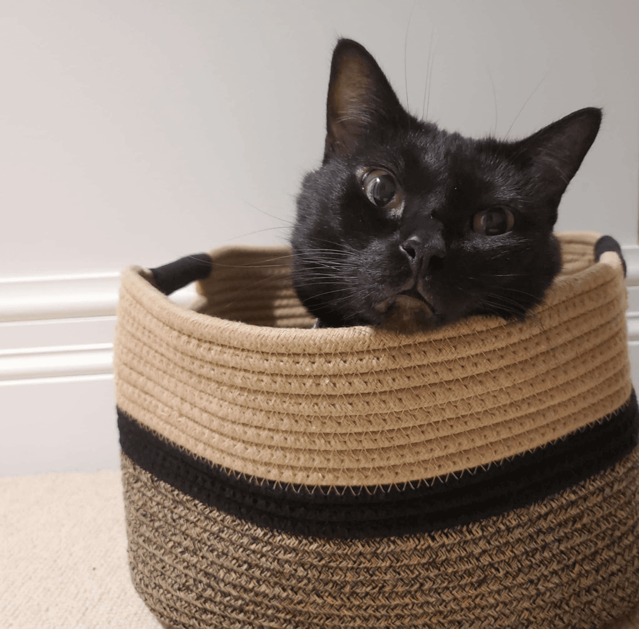 A cute black cat poking his head out of a bag 