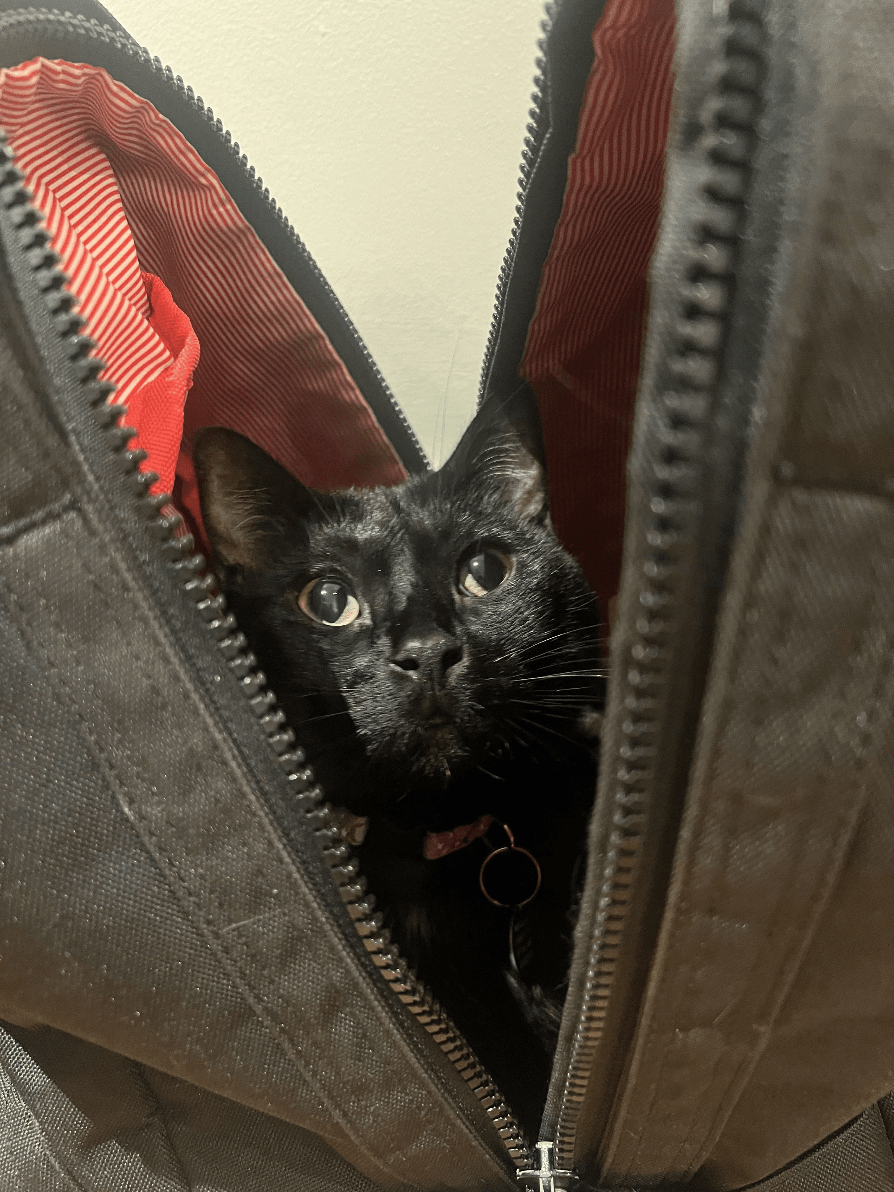 A cute black cat hiding in a backpack