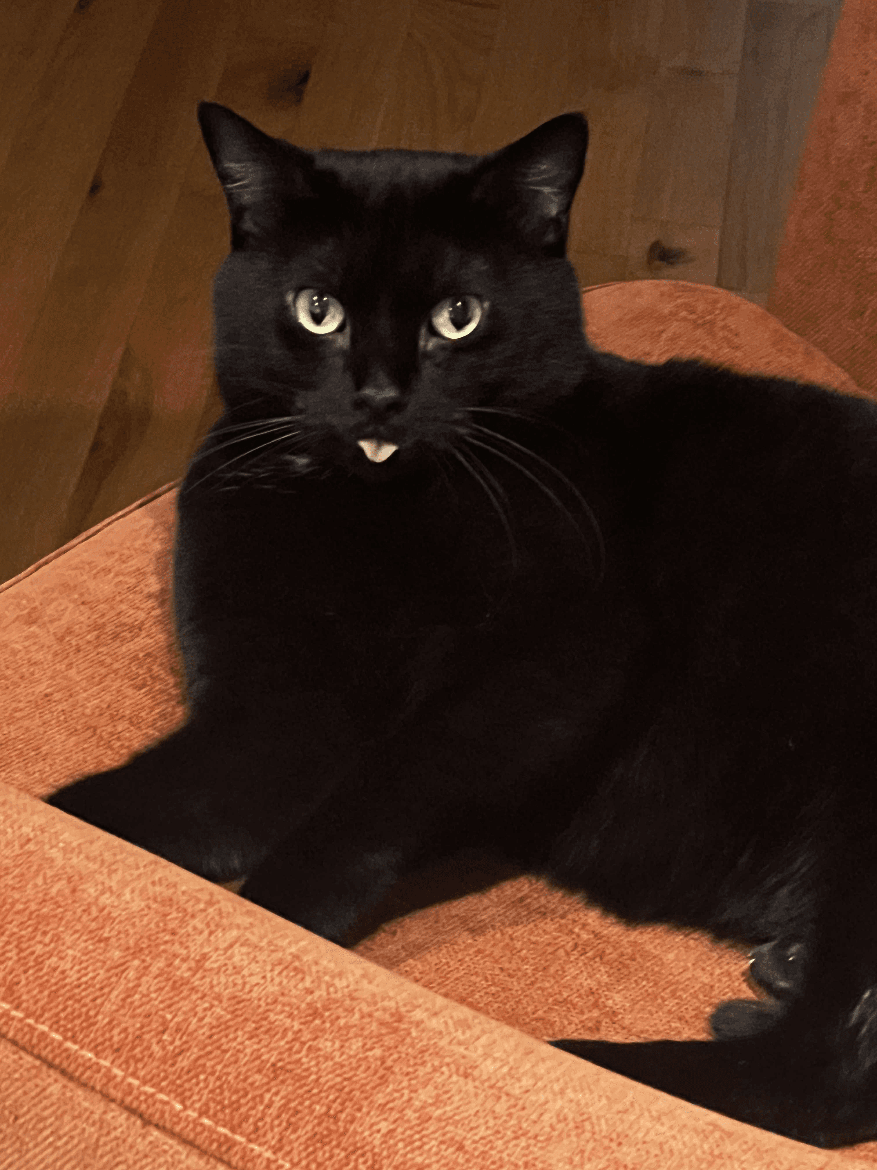 A cute black cat sticking his tounge out